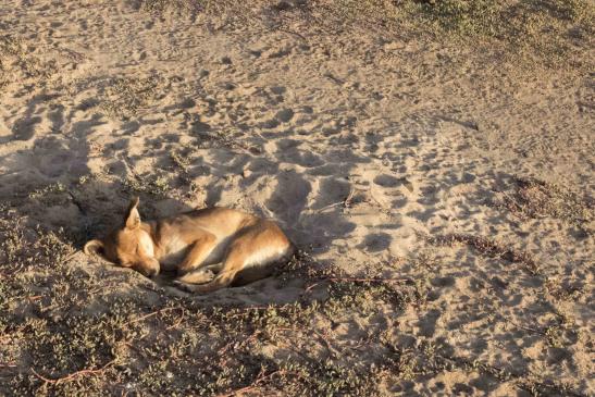 Schlafender Hund, Sal, Caboverde #5028