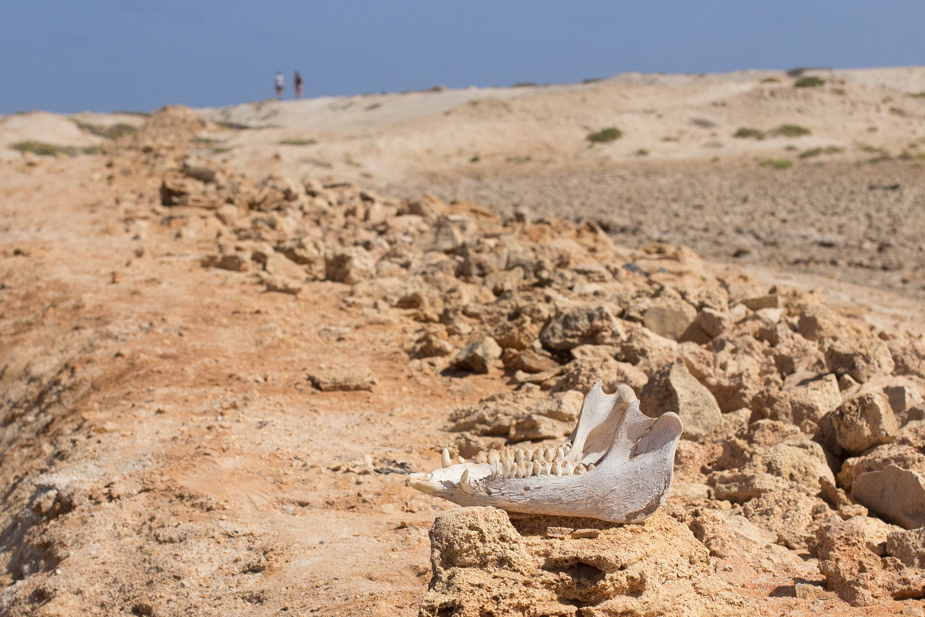 Unterkiefer in der Wüste, Sal, Caboverde #4947