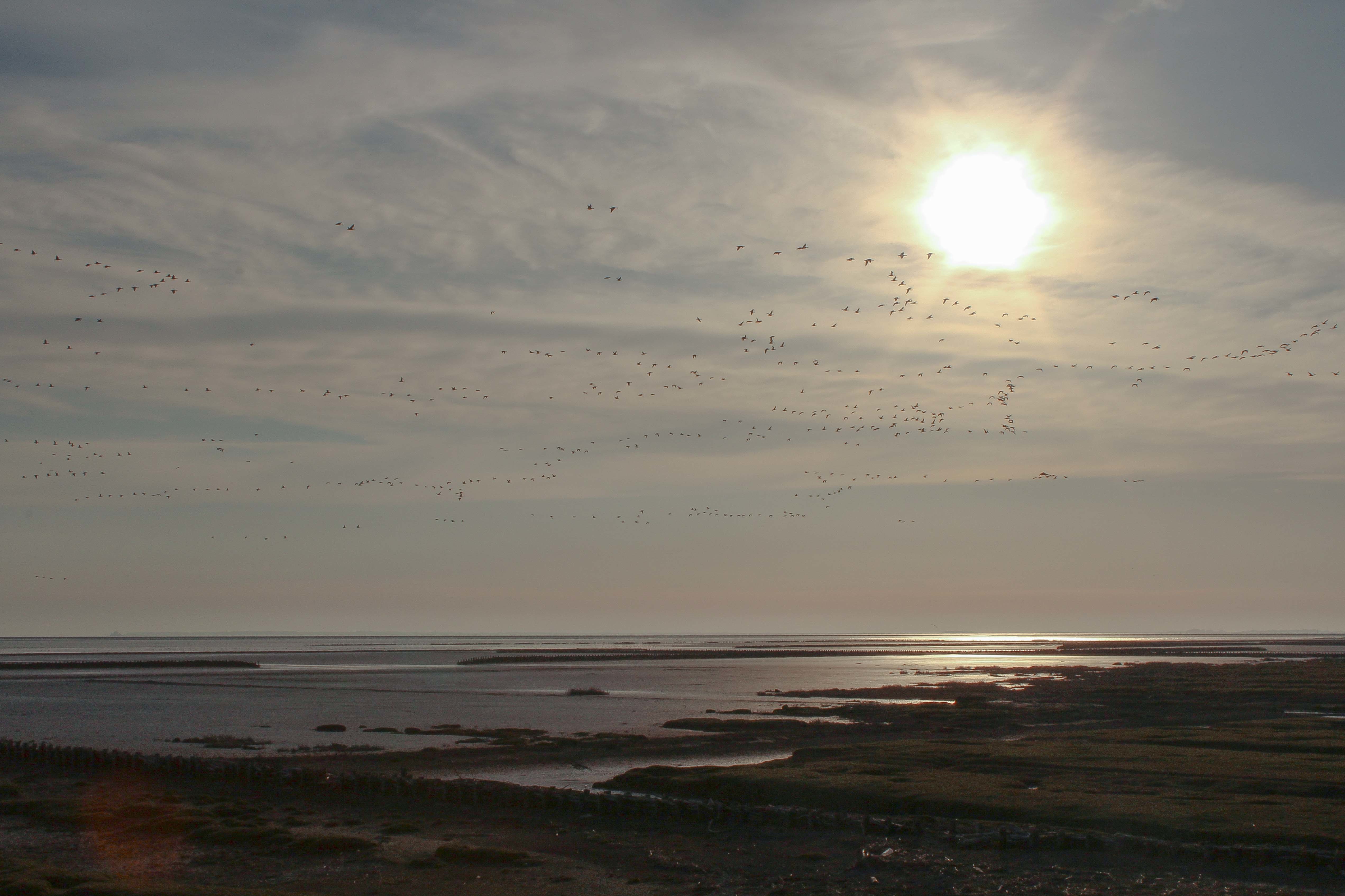 Nordfriesland Watt #0985
