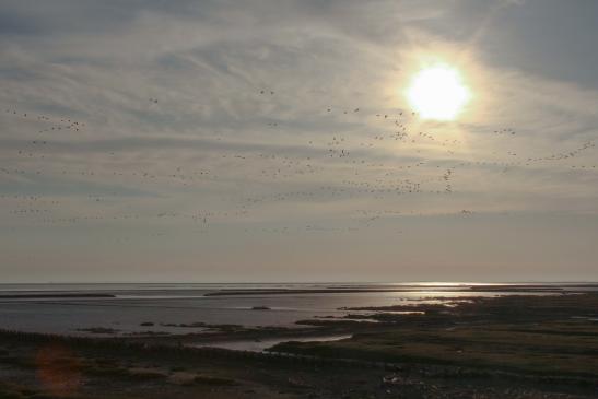 Nordfriesland Watt #0985