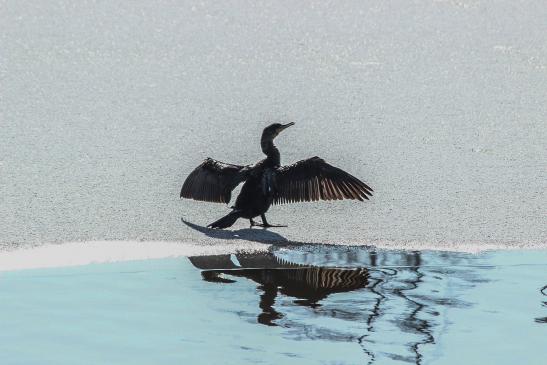 Kormoran auf Eis #5547