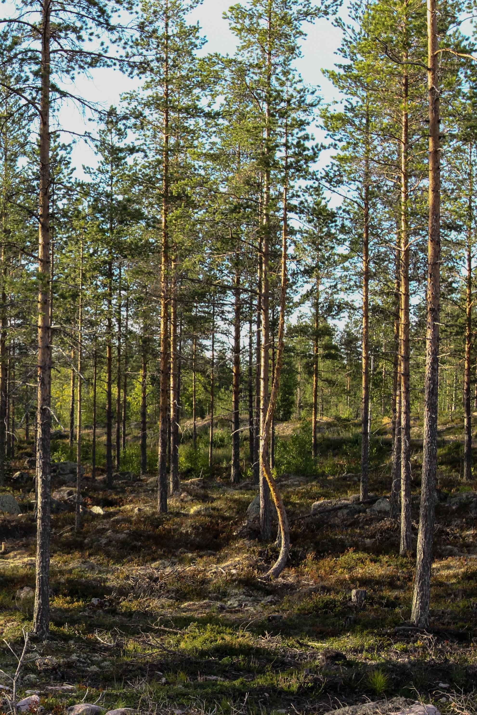 Schweden #7236