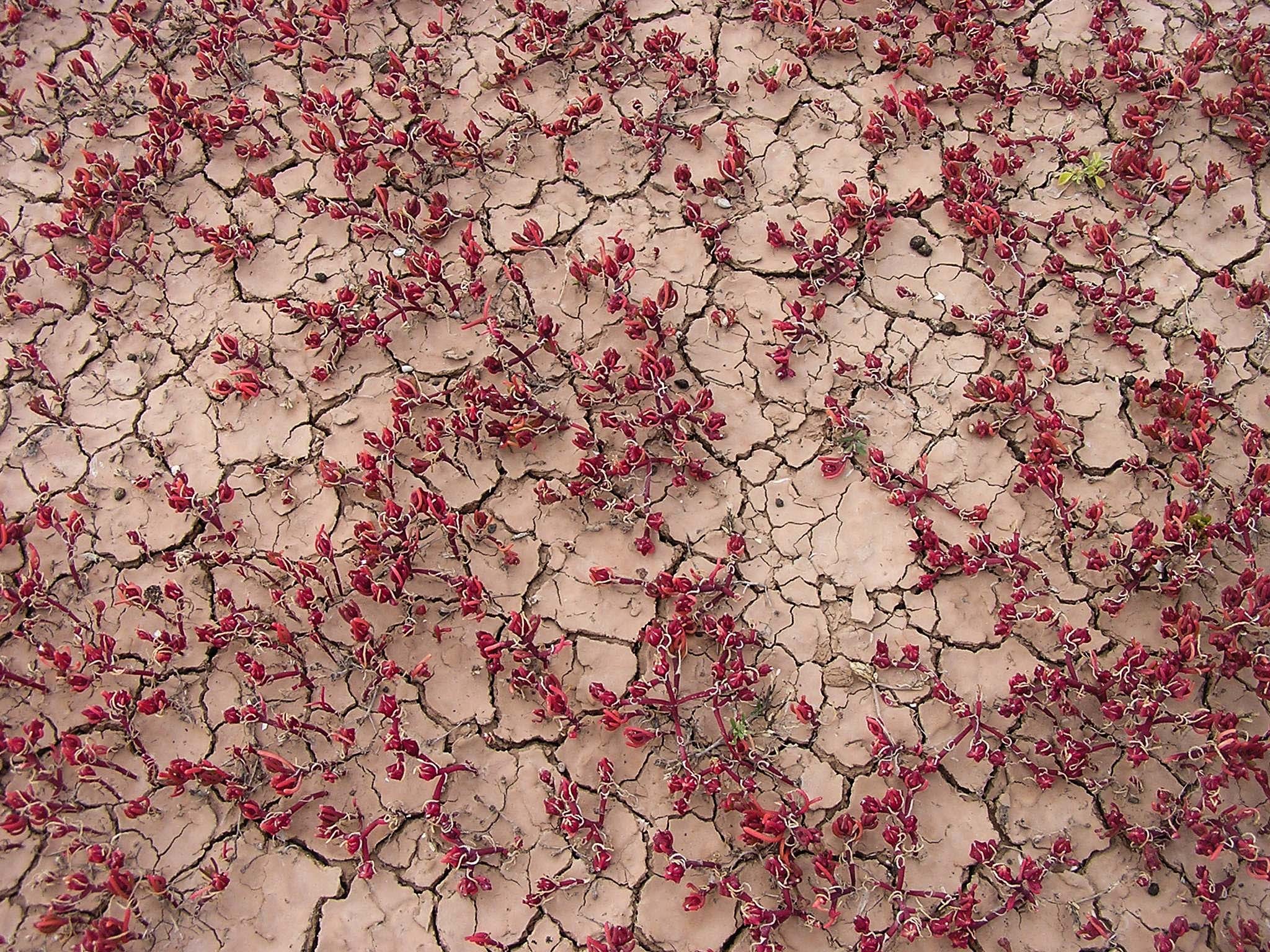 Wüstenblumen, Lanzarote, #305